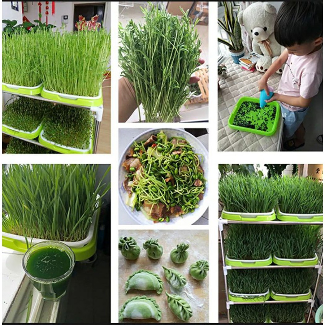 Bandeja de germinación de micr - Hydroponic Grow Pod reseña y precio