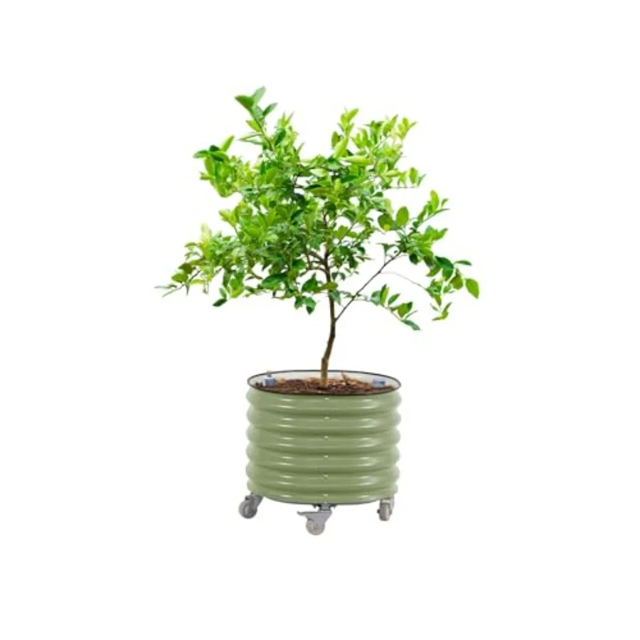 Macetero rodante para árboles  - Self Watering Planter reseña y precio